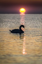 Swan with backlighting at sunrise