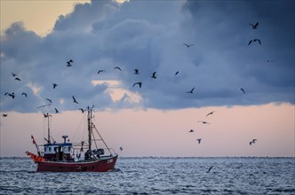 Departing fishing cutter in the morning with seagulls