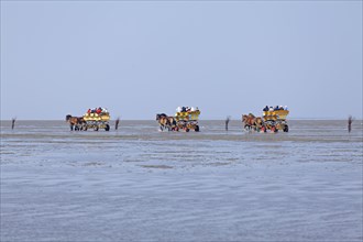 Horse-drawn carriage tour through the mudflats