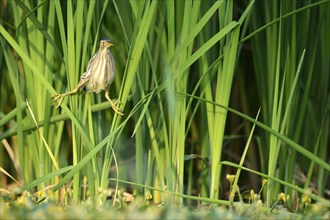Little Bittern (Ixobrychus minutus) perched in the reeds