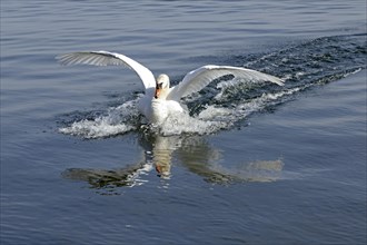 Mute Swan (Cygnus olor) landing on water