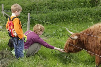 Woman stroking a Highland Cattle with a boy watching