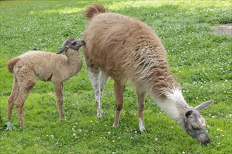 Llama (Lama glama) with a cria
