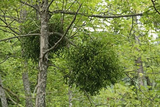 Mistletoe (Viscum sp.)