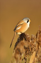 Bearded Reedling or Bearded Tit (Panurus biarmicus) perched on a reed