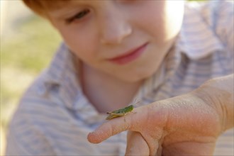 Boy watching a grasshopper
