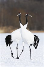 A pair of Red-crowned Cranes