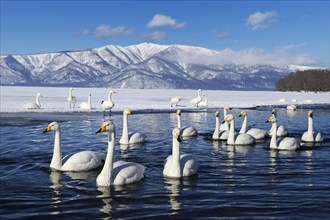 A flock of whooper swans (Cygnus cygnus)