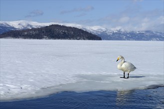 Whooper Swan (Cygnus cygnus) standing on a frozen lake