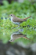Nightingale (Luscinia megarhynchos) with its reflection in the water