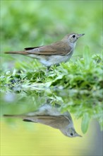 Nightingale (Luscinia megarhynchos) with its reflection in the water