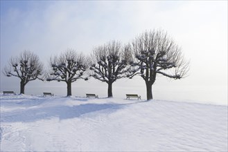 Park benches between trees on a snow-covered promenade by a lake