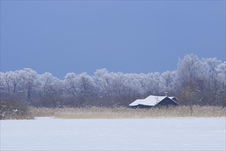 Snow-covered winter landscape with a wooden house in a reed bed