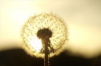 Clock of a Dandelion (Taraxacum officinale) in the evening light