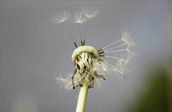 Clock of a Dandelion (Taraxacum officinale) with only a few remaining seeds