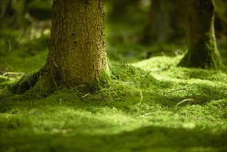 Mossy forest floor with trunk base of a spruce (Picea abies)