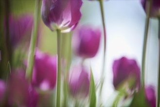Purple tulips (Tulipa)