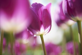 Purple tulips (Tulipa)