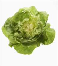 Lettuce (Lactuca sativa)