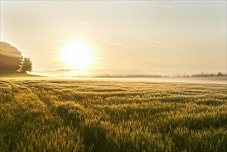 Wheat field in the morning