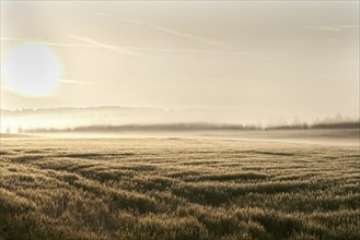 Wheat field in the morning