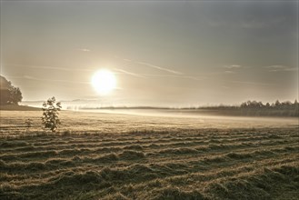 Freshly mowed lawn and a wheat field in the morning