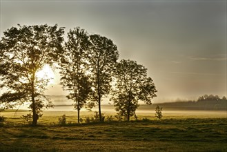 Freshly mowed lawn and trees in the morning