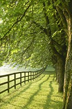 Wooden fence of a paddock and a row of trees