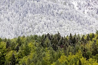 Mixed forest with some snow-covered and green trees after a brief snowfall