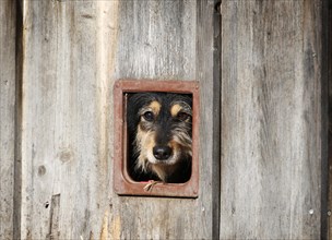 Mongrel dog looking through the cat flap of a barn