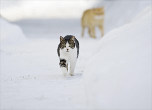Two cats on foot on a snow-covered path