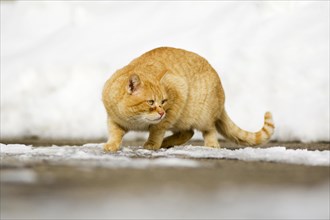 Ginger tabby tomcat crouching warily on a snow-covered path