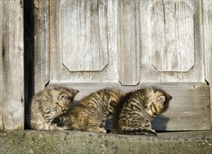 3 brown tabby kittens sitting in front of an old door and grooming synchronously
