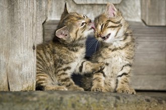 2 brown tabby kittens sitting in front of a wooden door and grooming each other