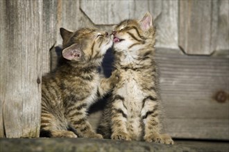 2 brown tabby kittens sitting in front of a wooden door and grooming each other