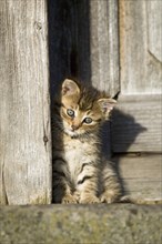 Brown tabby kitten sitting in front of a wooden door