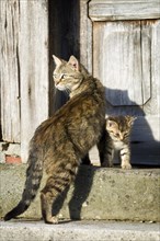 Brown tabby cat standing with her kitten in front of a wooden door on a step