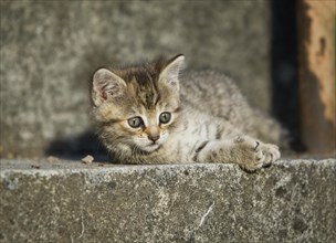 Brown tabby kitten lying on a step and basking in the sun