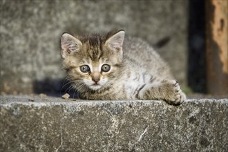 Brown tabby kitten lying on a step and basking in the sun