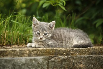 Grey tabby kitten lying on a garden wall
