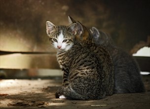 Three tabby sibling-kittens sitting next to each other in front of an old wooden wall