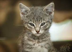 Grey tabby kitten