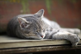 Grey tabby cat relaxing on a bench asleep