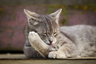 Grey tabby cat lying on a bench