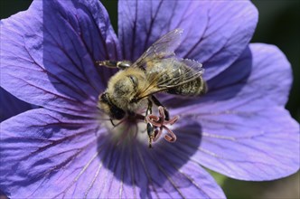 Honey Bee (Apis mellifera