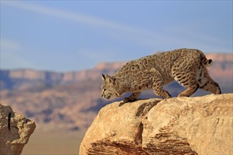 Bobcat (Lynx rufus) walking over a rock