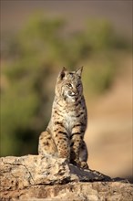 Bobcat (Lynx rufus) sitting on a rock