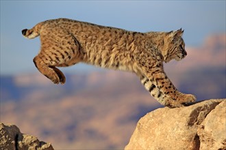 Bobcat (Lynx rufus) jumping onto a rock