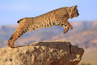 Bobcat (Lynx rufus) jumping from a rock