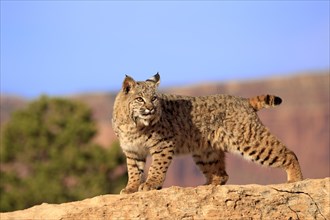 Bobcat (Lynx rufus) standing on a rock